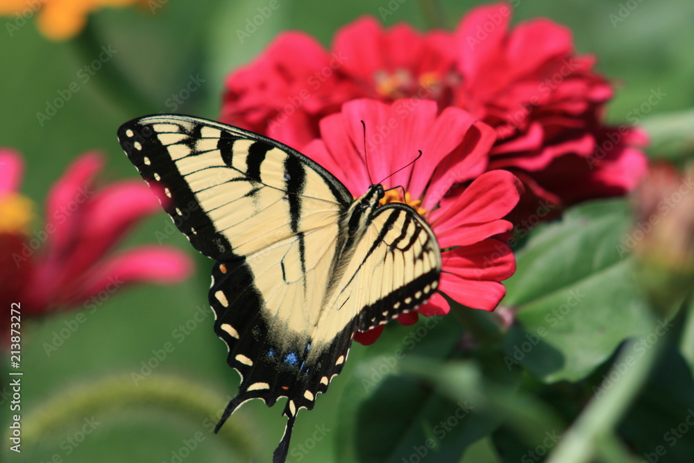 yellow butterfly red zinnia yellow butterfly red zinnia