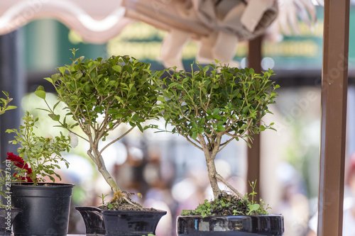 Couple of bonsai trees photo