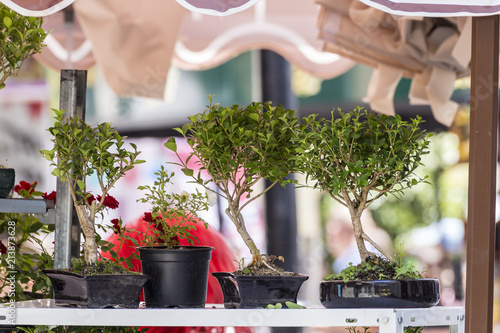 Couple of bonsai trees photo