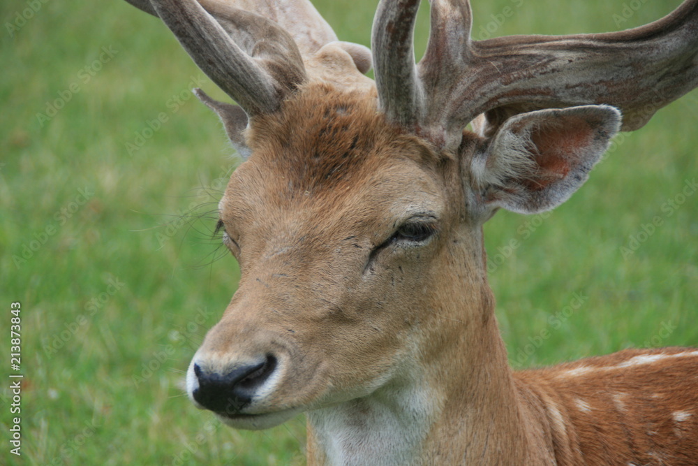 Fototapeta premium Reindeer