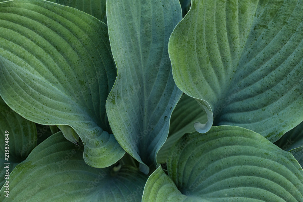 Obraz premium Hosta Leaves