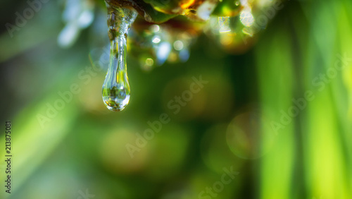 Drops of dew on the beautiful green grass, background close up
