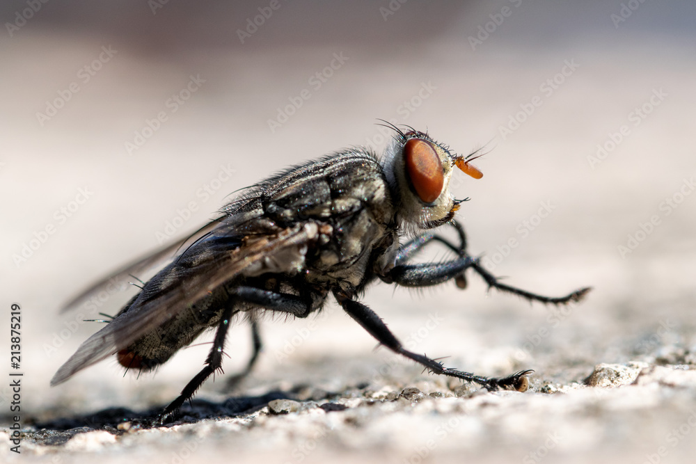 custom made wallpaper toronto digitalHouse fly macro closeup