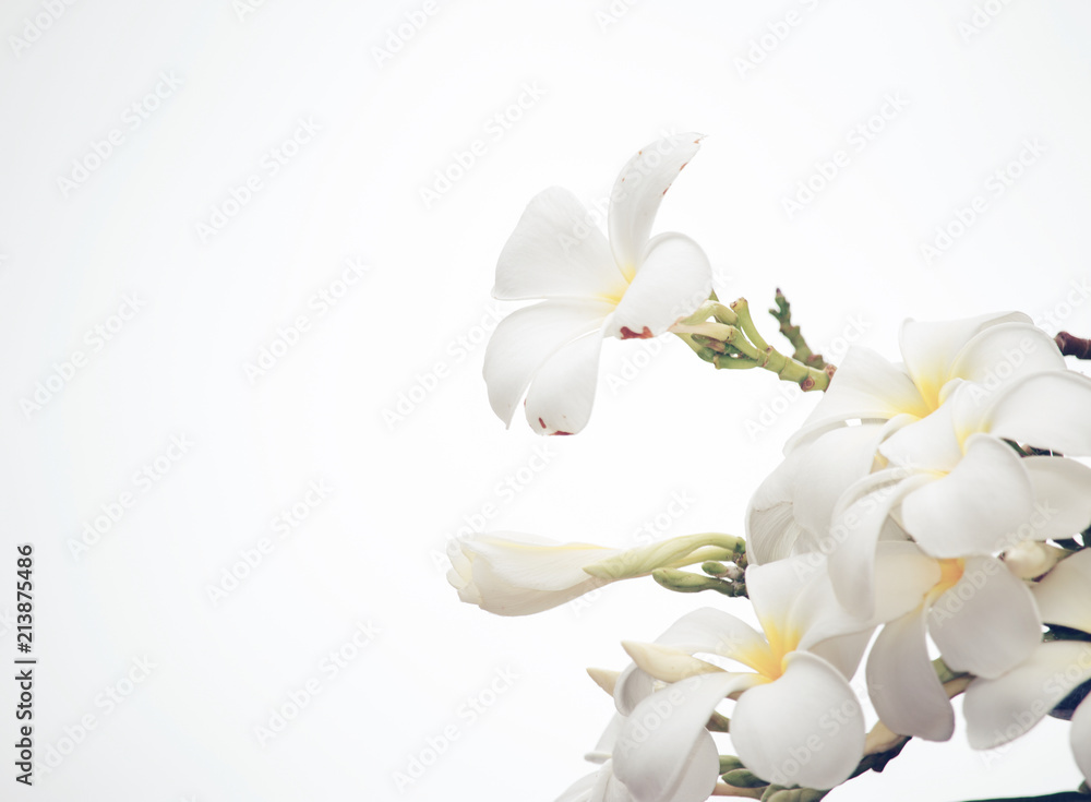 Obraz premium Tropical plumeria.