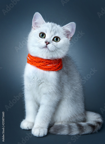 Kitten of the British breed. Rare coloring - a silvery chinchilla