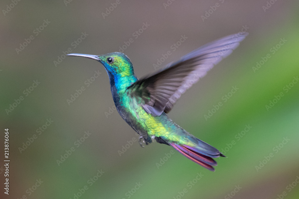 Fototapeta premium Hummingbird(Trochilidae)Flying gems ecuador