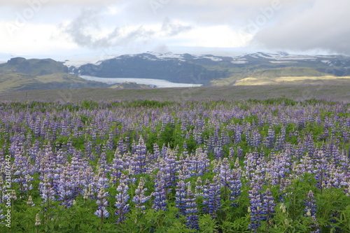 Summer landscape in Iceland with purple lupines and glacier in background