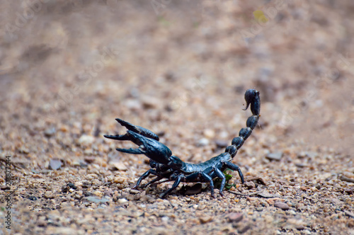  Extreme Macro close up the Giant Forest Scorpion  Heterometrus  with Black Background nature background