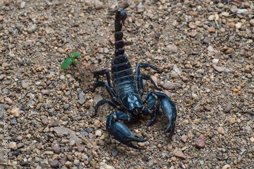  Extreme Macro close up the Giant Forest Scorpion (Heterometrus) with Black Background nature background