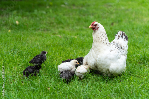 Domestic chicken with her chicks in the yard