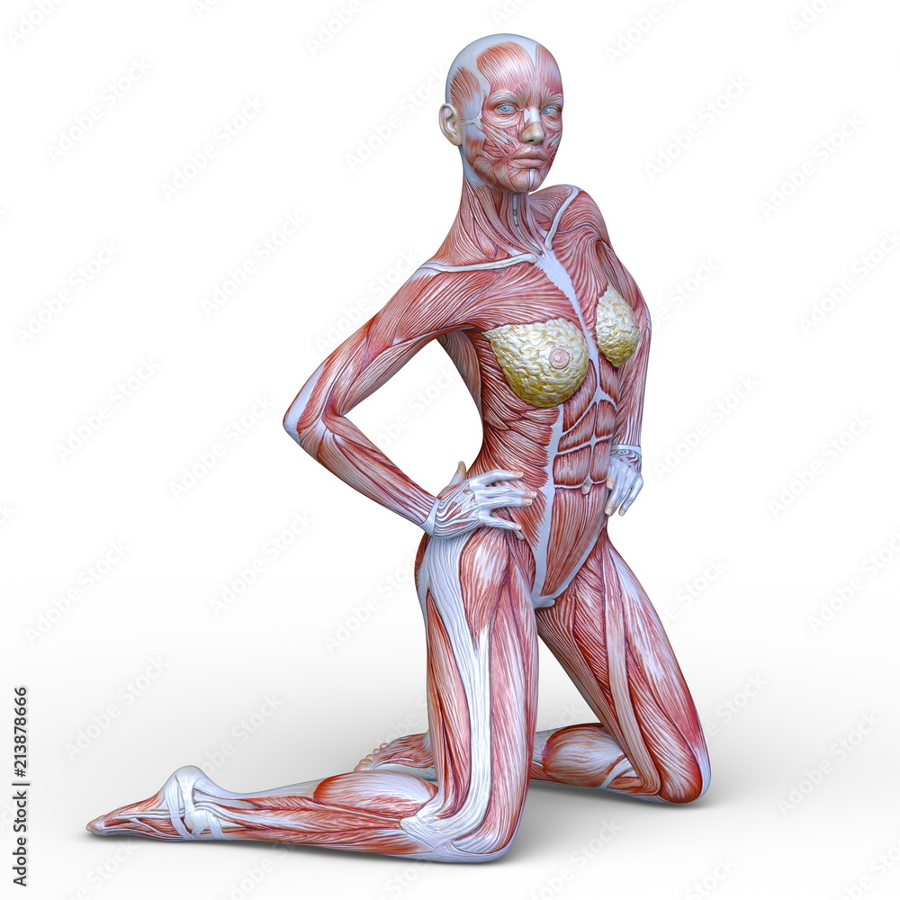 女性人体模型images Browse 27 Stock Photos Vectors And Video Adobe Stock