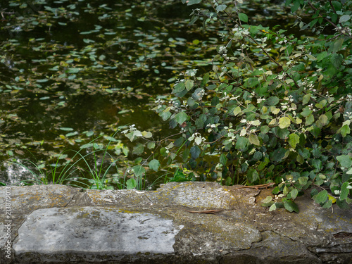 Stone wall with two small lizzards on it near green pond photo