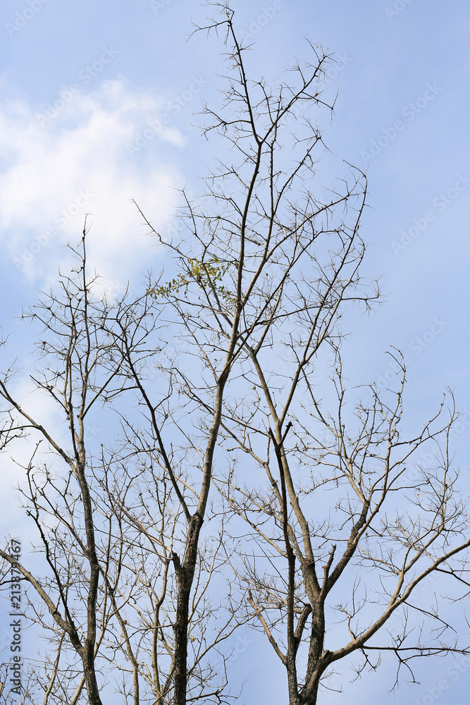 Leafless trees against the cloudy sky. Leafless trees against the cloudy sky.