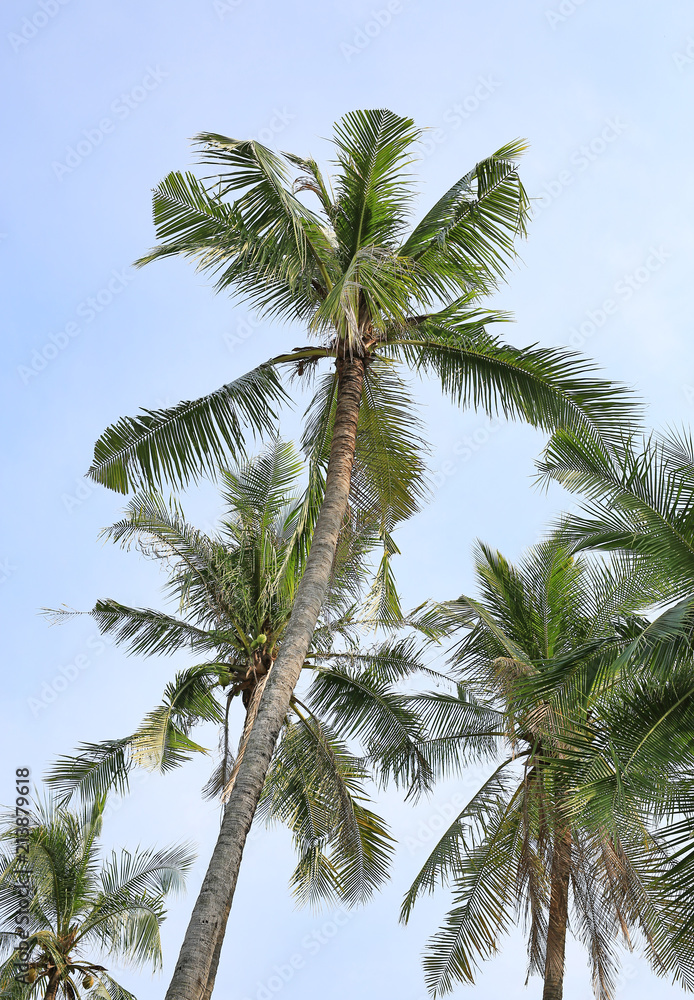 coconut tree over sky. coconut tree over sky.