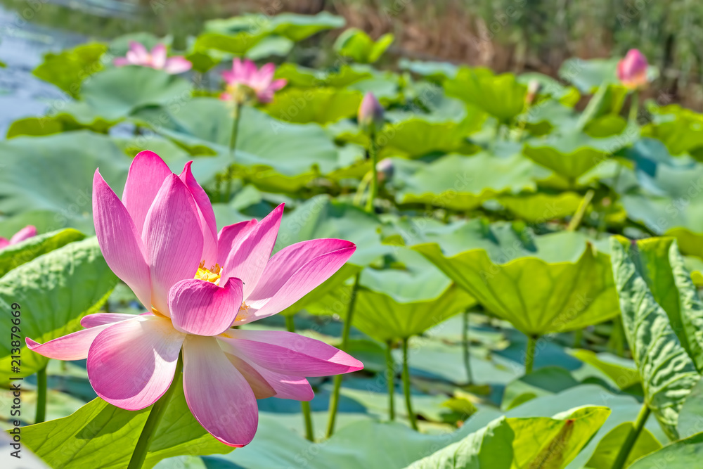 Pink lotus flower on the pond in the backlight Pink lotus flower on the pond in the backlight