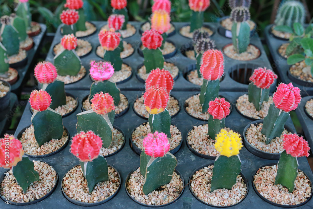 Colorful cactus in greenhouse growing.
