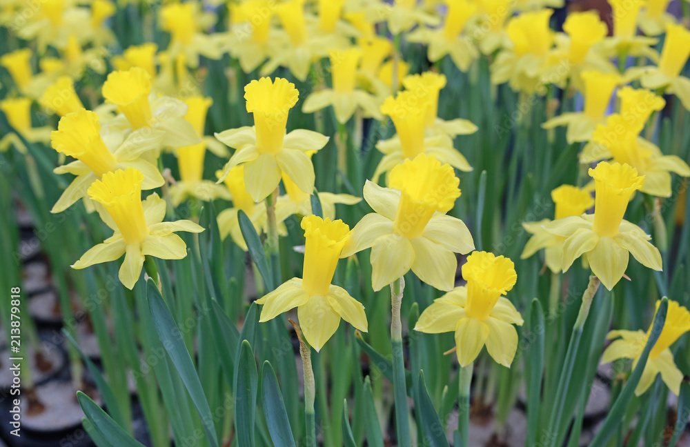 Obraz premium Yellow Daffodils flower field.