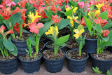 Canna lilly flowers in pot at the garden.