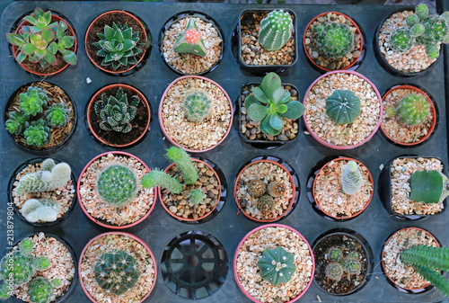 Group of different cactus in greenhouse growing. Top view.