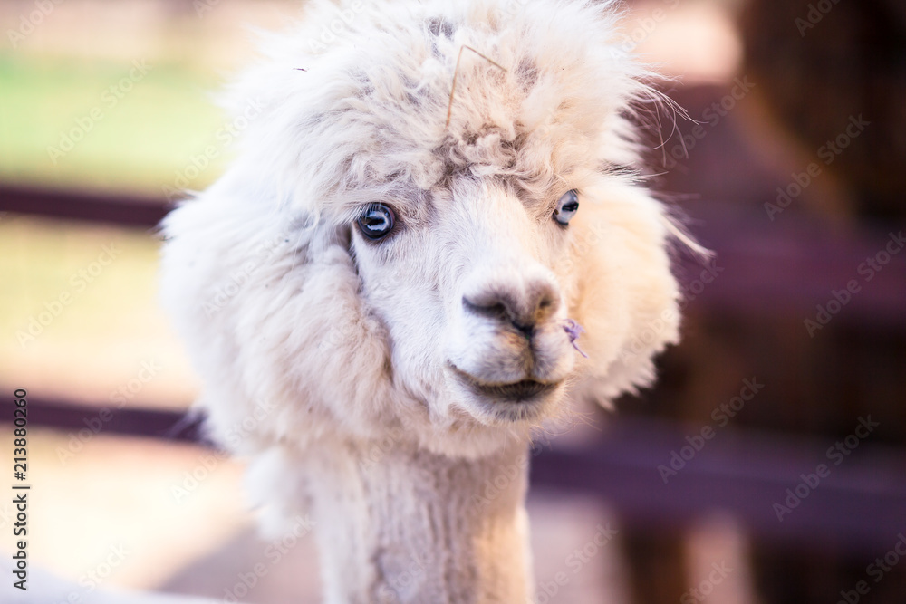 Portrait of a sweet white llama - alpaca Portrait of a sweet white llama - alpaca