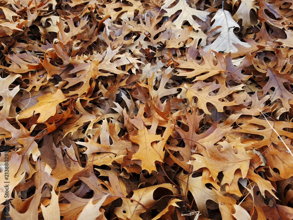 Maple autumn leaves pattern Maple autumn leaves pattern