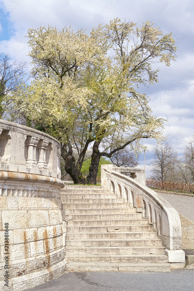 Spring in Budapest, tree in full blum by the staircase to Fishermans Bastion