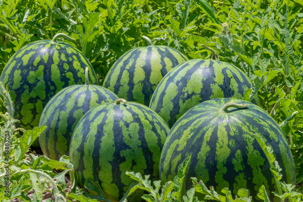 真夏のスイカ畑 Stock 写真 Adobe Stock 真夏のスイカ畑 Stock 写真 Adobe Stock