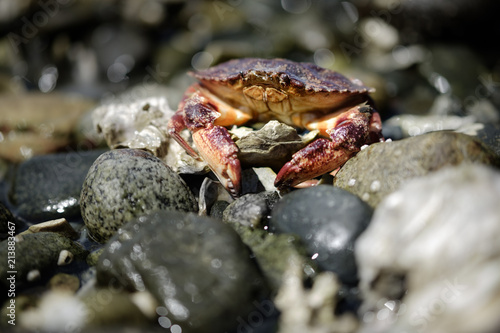 crab on pebble beach