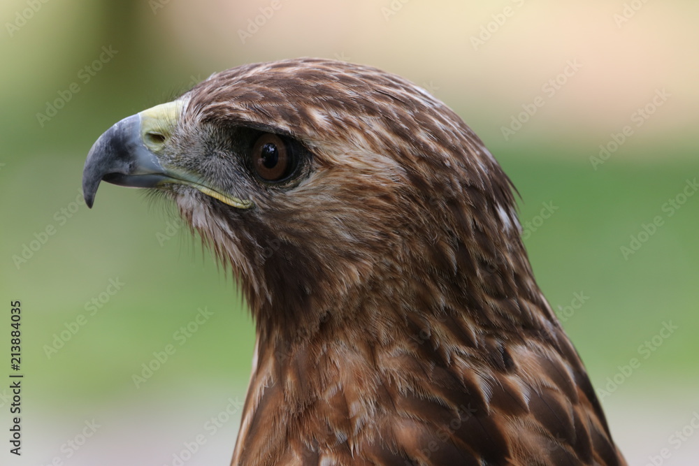 Obraz premium bird of prey