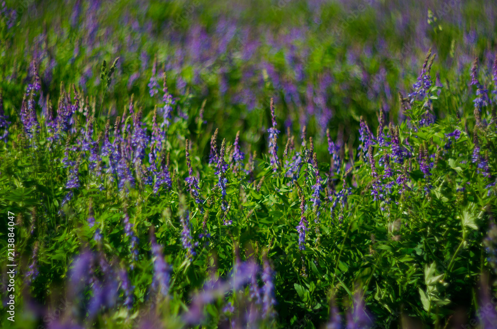 Obraz premium flower's bokeh