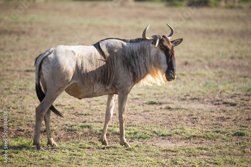 Wildebeest in the Wild