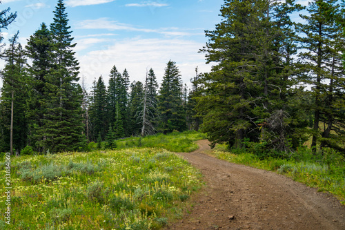 Wildflowers on a rural dirt road in the Wallowa-Whitman National Forest