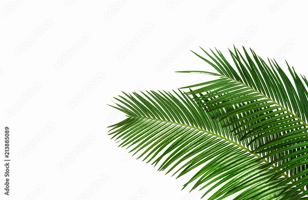 Palm leaves isolated on white background. Palm leaves isolated on white background.