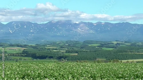 十勝岳と風に揺れるジャガイモ畑