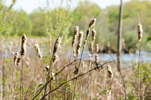 Cattails fade with the season
