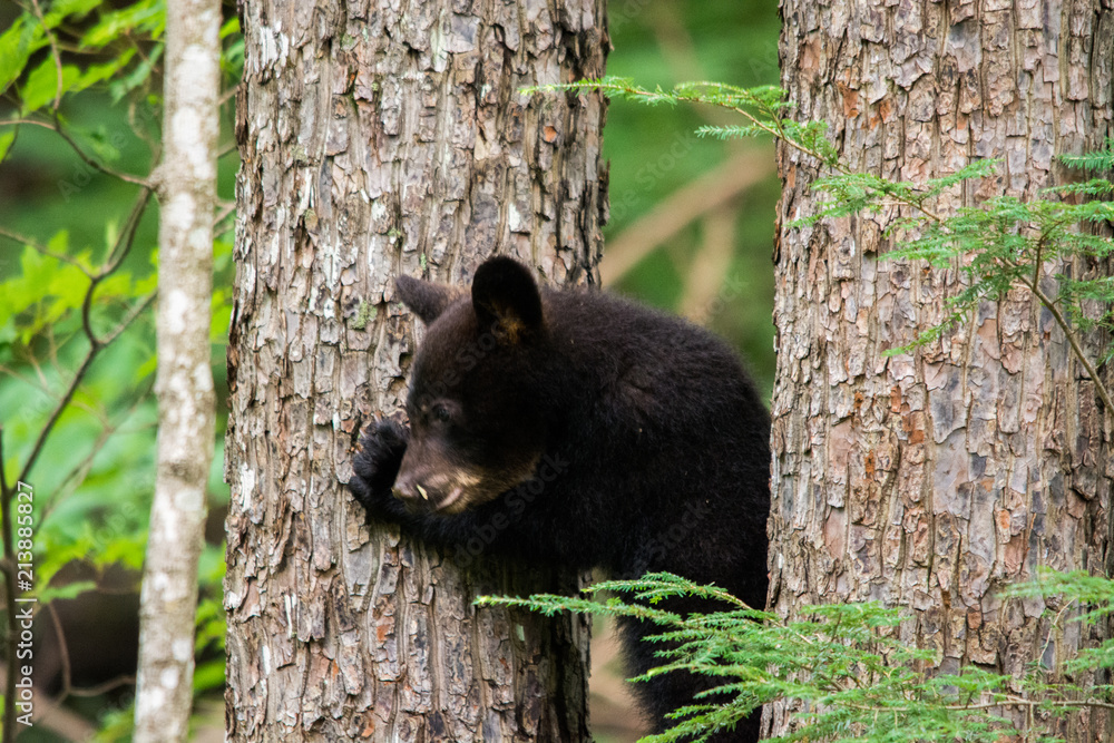 A black bear cub climbs the three A black bear cub climbs the three