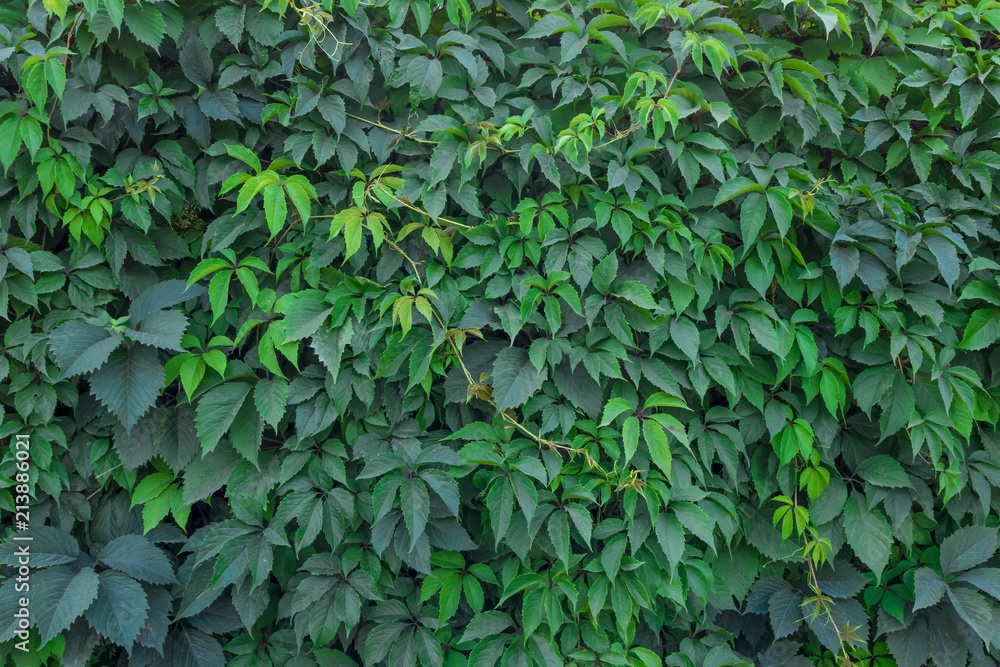 Wall overgrown with grape green texture Wall overgrown with grape green texture