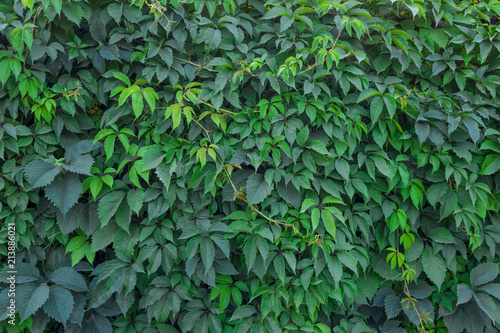 Wallpaper Mural Wall overgrown with grape green texture Torontodigital.ca