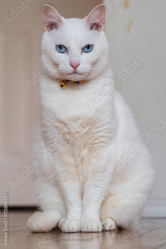 白い猫 white cat