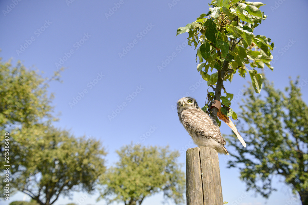 Ein Steinkauz sitzt auf der Hand eines Vogelschützers Ein Steinkauz sitzt auf der Hand eines Vogelschützers