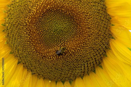 A bee polinates on a sunflower photo