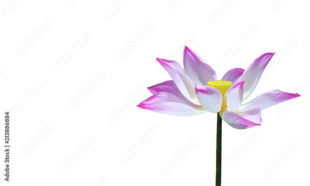 clipping paths,pink lotus flower isolated on white background,beautiful blooming flower on copy space,close up of colorful petal
