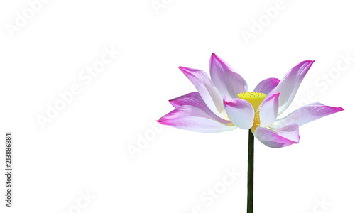 clipping paths,pink lotus flower isolated on white background,beautiful blooming flower on copy space,close up of colorful petal © toodtuphoto