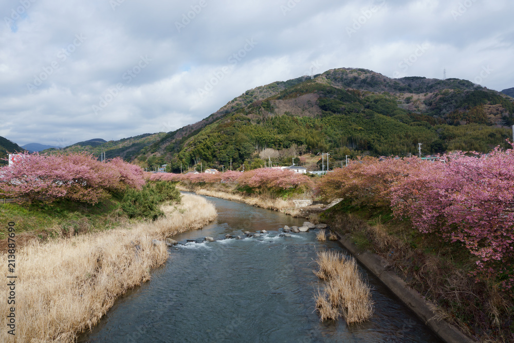 静岡県 河津桜まつり Kawazusakura matsuri