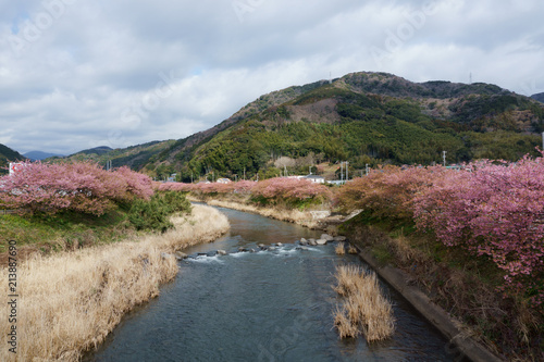 静岡県 河津桜まつり Kawazusakura matsuri photo