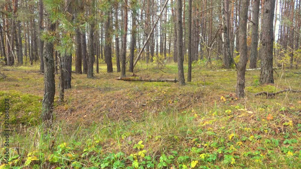 Russian forest, taiga, Siberia. Leaves barely sway in the wind. Russian forest, taiga, Siberia. Leaves barely sway in the wind.