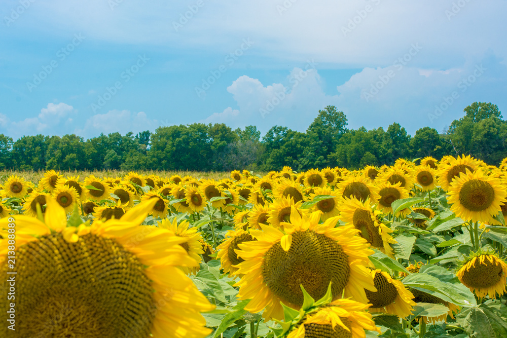 Naklejka premium Tall clouds rise above a sunflower field