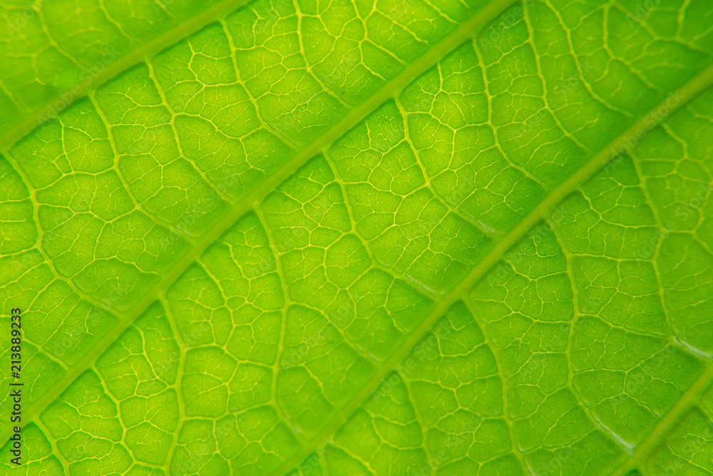 Green leaves natural background wallpaper, leaf texture, Green leaves natural background wallpaper, leaf texture,