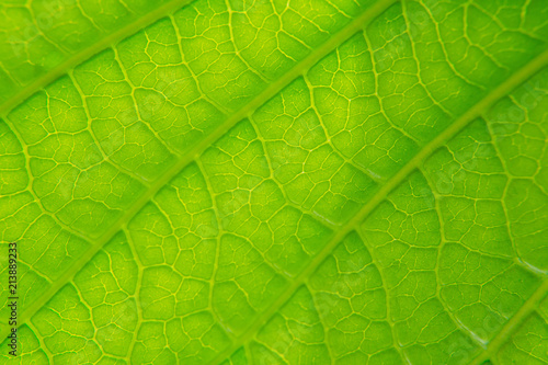 Green leaves natural background wallpaper, leaf texture,