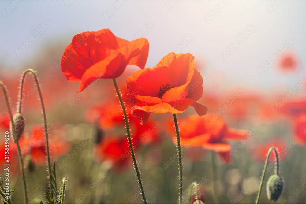 Obraz premium Poppy.